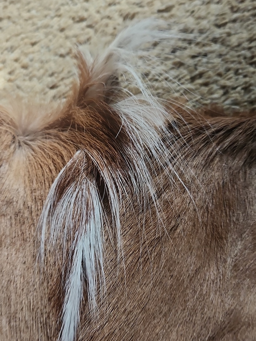 Natural Brown Antelope Crossbody Bag - Picture 11 of 12